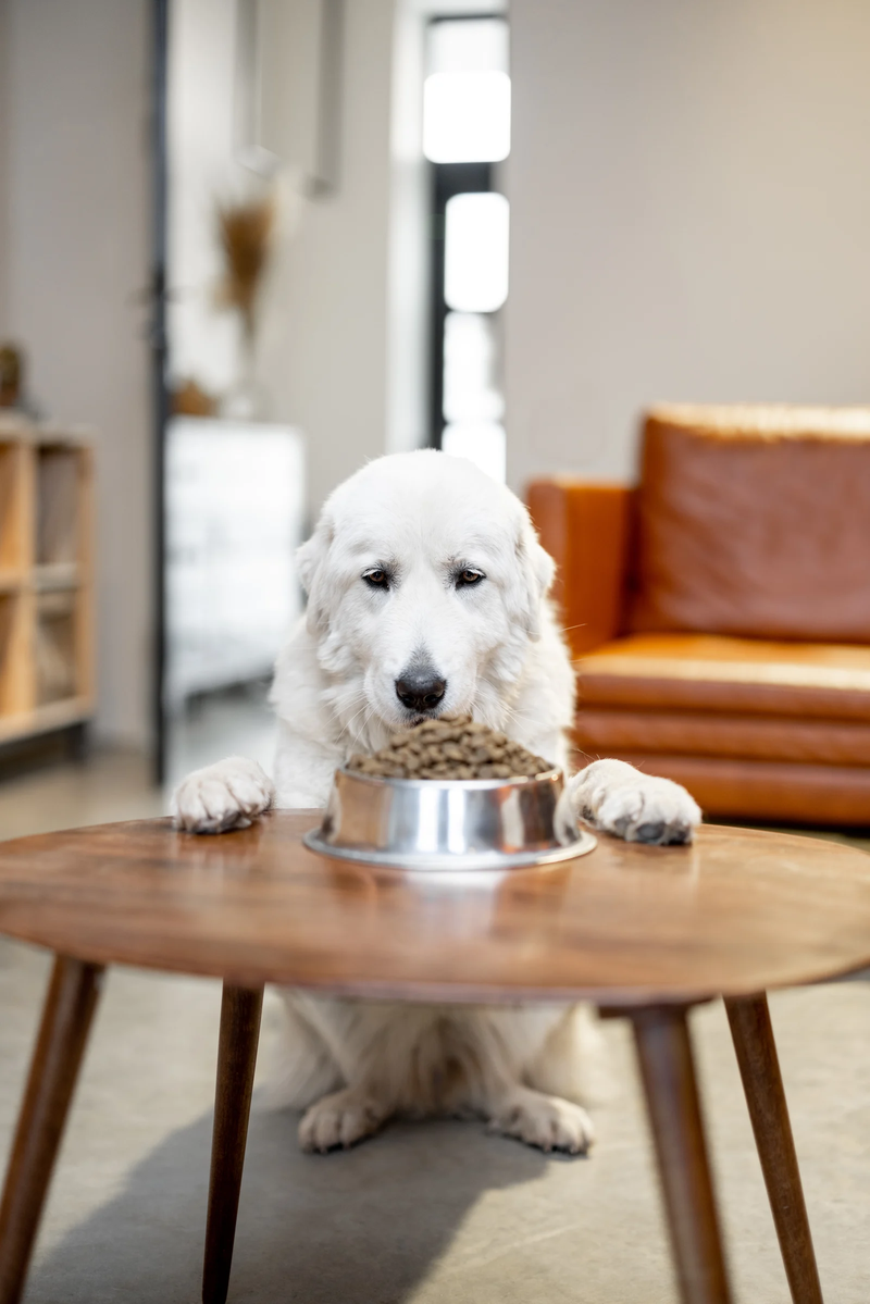 Feeders & Bowls