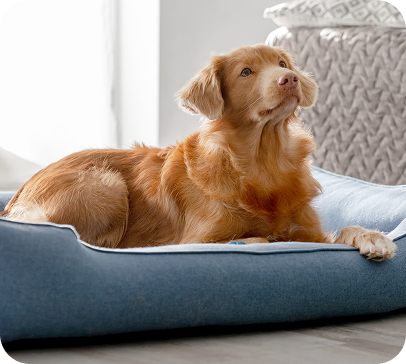 Dog Beds & Sofas