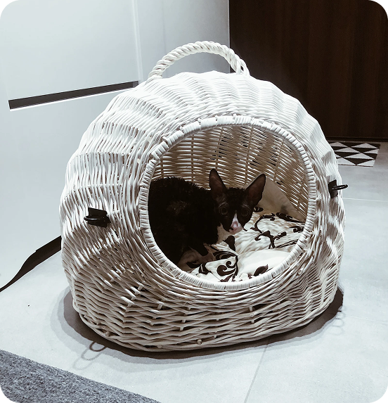 Cat Beds & Hideaways