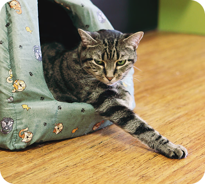 Cat Beds & Hideaways