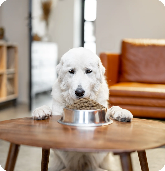 Feeders & Bowls