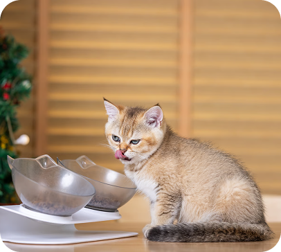 Feeders & Bowls