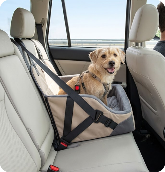 Travel & Safety